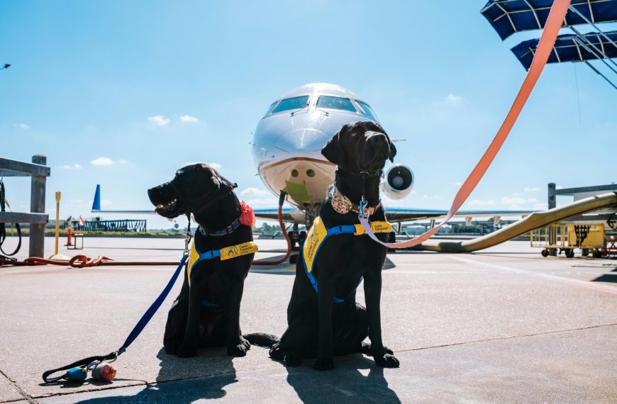 Tips for Traveling with Pets: Keeping Them…