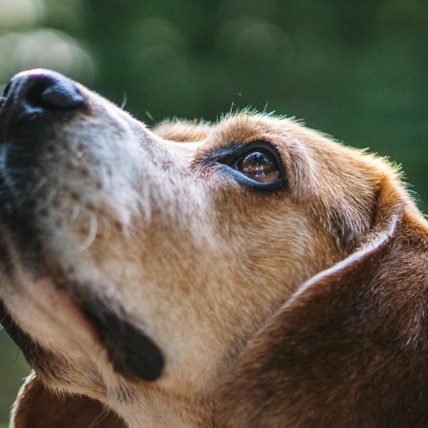 Obedience Training for Older Dogs: Yes, It’s Possible!